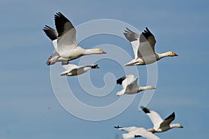 Flock of Snow Geese Flying in a Blue Sky