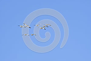 A flock of Snow geese flying in the blue sky.   Richmond BC