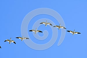 A flock of Snow Geese flying together.