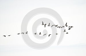 Flock of snow geese flying on white