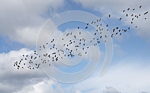 Flock of snow geese in migration