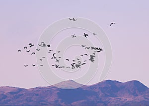 Flock of snow geese over mountain ridge at sunset