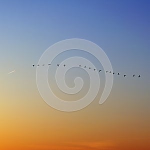 flock of snow geese and plane