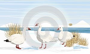 A flock of snow geese on the shores of the Arctic Ocean. Birds of the Arctic. White arctic goose Anser caerulescens