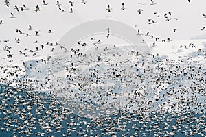 A flock of snow geese in the Skagit Valle