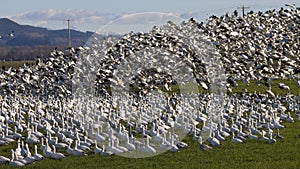 Flock of snow geese stood in valley