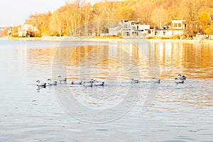 Flock of snow geese swimming in the St. Lawrence River during a spring golden hour morning