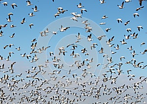 Flock of Snow Geese Taking Flight