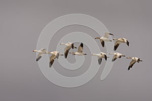 Flock of snow geeses flying toward the Arctic