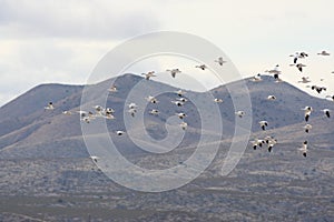 Snow Goose Anser caerulescens 3