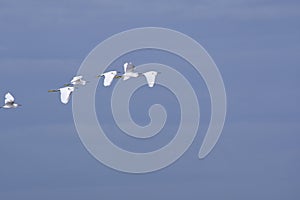 Flock of Snowy egrets against a blue sky backround