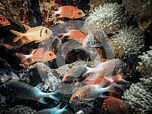 A flock of Soldier Fish on the background of corals at the bottom of the Indian ocean