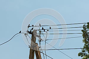 Flock of song thrushes sitting on post against clear sky