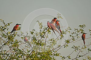 Flock of southern carmine bee-eater on branch