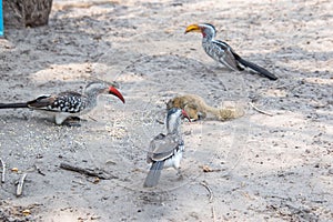 Flock of Southern yellow-billed hornbill bird perched on the moody ground