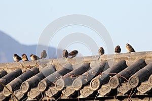 A flock of sparrow birds rested on the roof..
