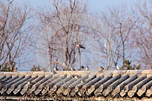 A flock of sparrow birds rested on the roof.