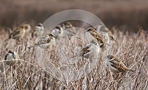 Flock of sparrow birds