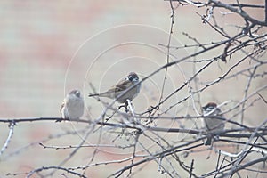 A flock of sparrows on the branches of a tree on nature