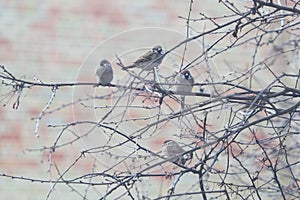 A flock of sparrows on the branches of a tree on nature