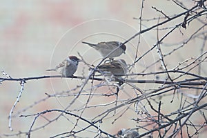 A flock of sparrows on the branches of a tree on nature