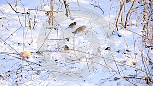 A flock of sparrows is fighting over food ..