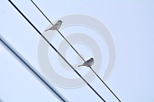 A large flock of sparrows flying to the eaves and wires