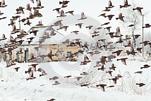 Flock of sparrows flying against the background of the village