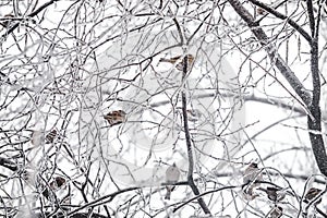 Flock of sparrows on the icy branches of the tree