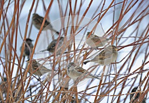 Flock of Sparrows Sitting on Bush