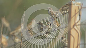 Flock of sparrows sitting on a fence