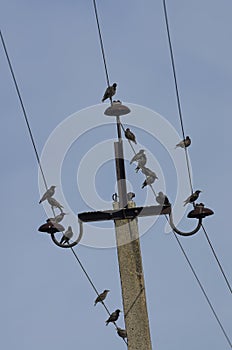 Flock of starlings sitting on power lines