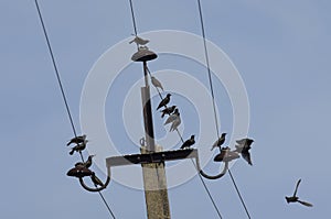 Flock of starlings sitting on power lines