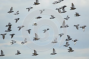 Flock of speed racing pigeon bird flying