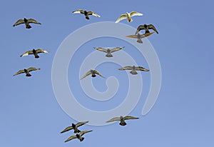 Flock of speed racing pigeon bird flying against clear blue sky