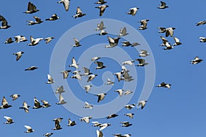 Flock of speed racing pigeon bird flying against clear blue sky