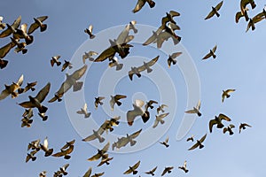 Flock of speed racing pigeon bird flying against clear blue sky