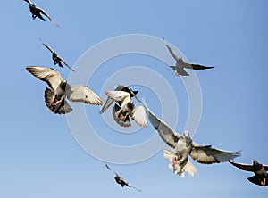 Flock of speed racing pigeon bird flying against clear blue sky