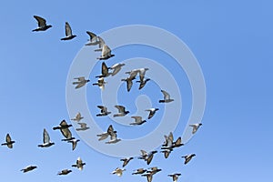 Flock of speed racing pigeon bird flying against clear blue sky