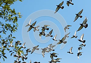 Flock of speed racing pigeon bird flying against clear blue sky
