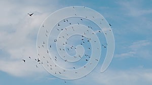 Flock of speed racing pigeon bird flying against clear blue sky