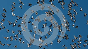 Flock of speed racing pigeon bird flying against clear blue sky