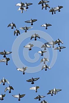 Flock  of speed racing pigeon bird flying on white background