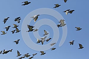 Flock of speed racing pigeon bird flying on white background