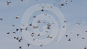 Flock of speed racing pigeon bird flying on white background