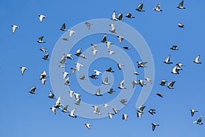 flock of speed racing pigeon bird releasing from competition basket flying against clear blue sky