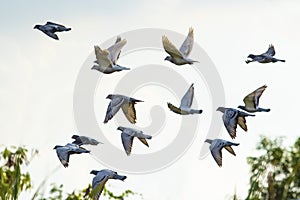 Flock of speed racing pigeon brid flying