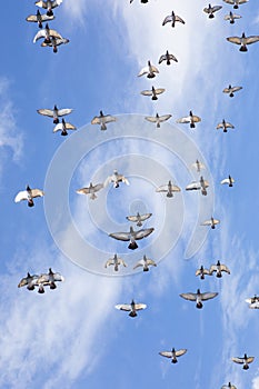 Flock of speed racing pigeon flying against beautiful clear blue sky