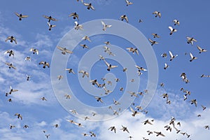 Flock of speed racing pigeon flying against beautiful clear blue sky