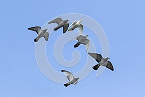 Flock of speed racing pigeon flying against clear blue sky